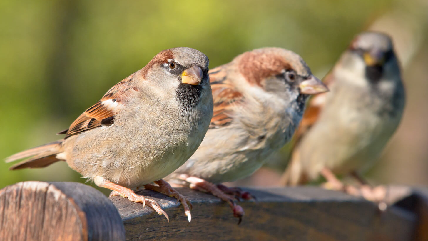 Many Sparrows